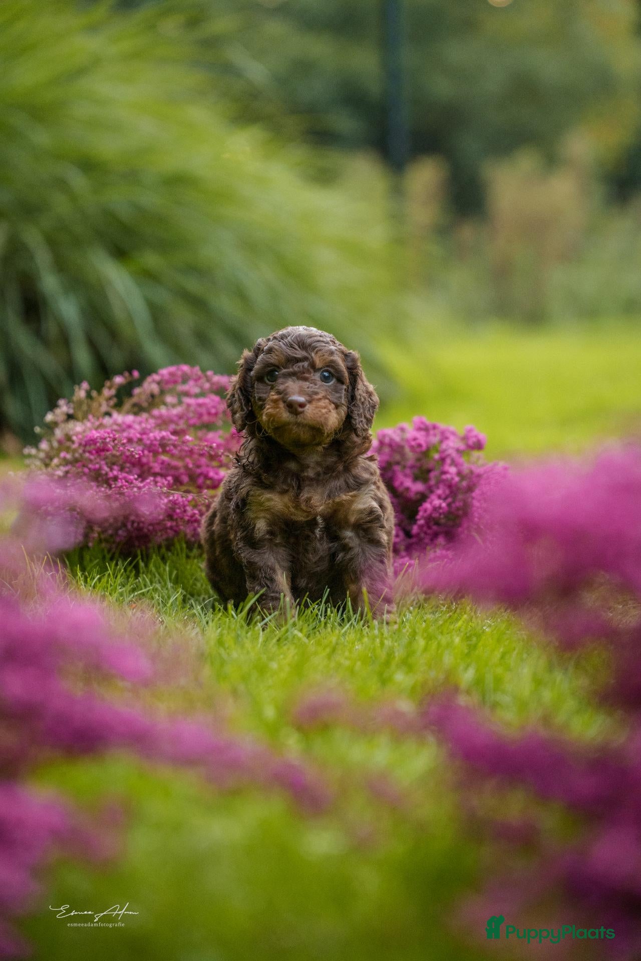 Kruising honden Multigen Bernedoodle Medium pups beschikbaar - Advertentie 2