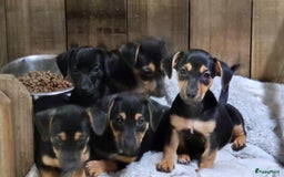 Jack Russel Terriër honden te koop: Jack russel pups kunnen naar nieuw huisje  - Afbeelding 1