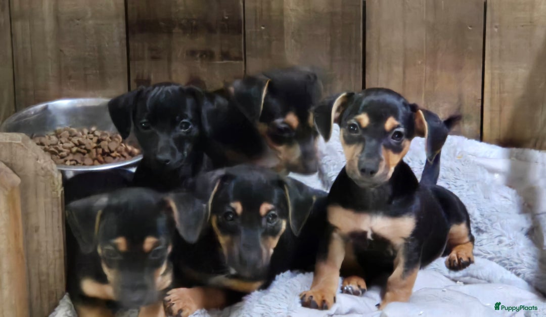 Jack Russel Terriër honden te koop: Jack russel pups kunnen naar nieuw huisje  - Afbeelding 1