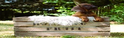 Kruising honden te koop: Bayerische gebirgssweishund - Advertentie 18