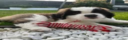 Sint Bernard Langhaar honden te koop: Sint Bernard langhaar in Wijchen - Advertentie 3