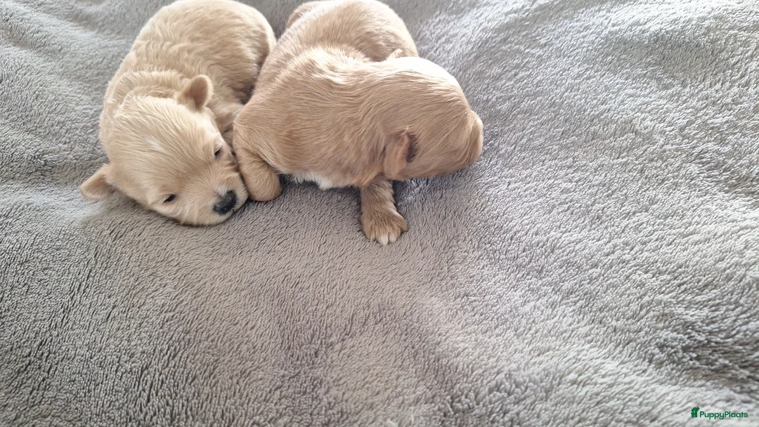 Maltipoo honden te koop: Maltipoo pups. Super mini - Advertentie 2