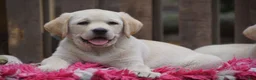 Labrador Retriever honden te koop: Authentieke Gele Labrador Pups Met Stamboom  - Advertentie 2