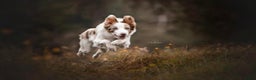 Kruising honden te koop: Sport F1 Borderwhippet pups bordercollie x whippet - Advertentie 7