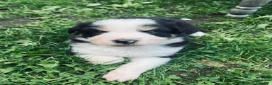 Kruising 1