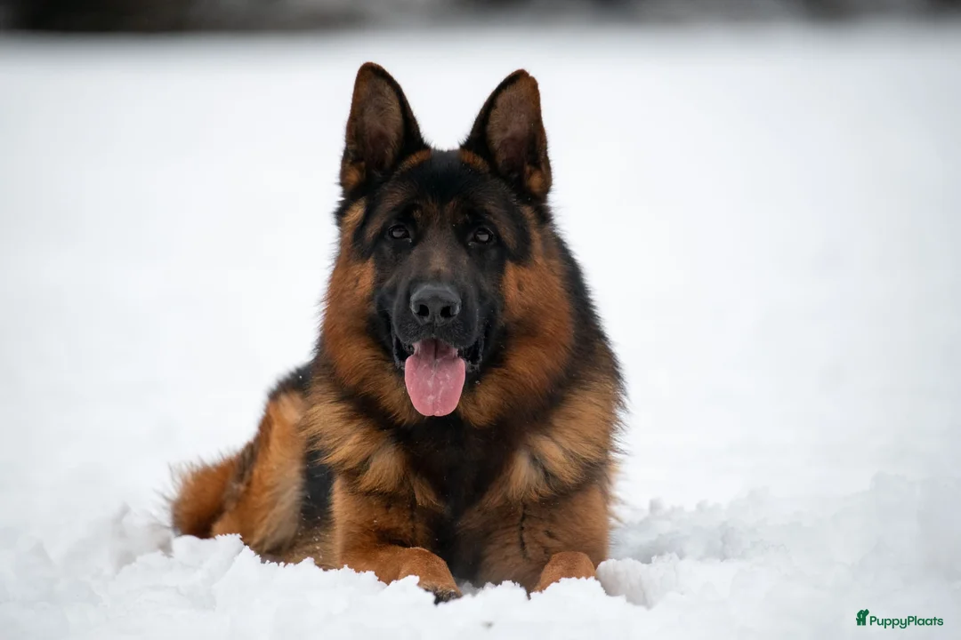 Duitse Herder honden te koop: Stamboom duitse herder reutje ouders hd en ed vrij - Advertentie 6