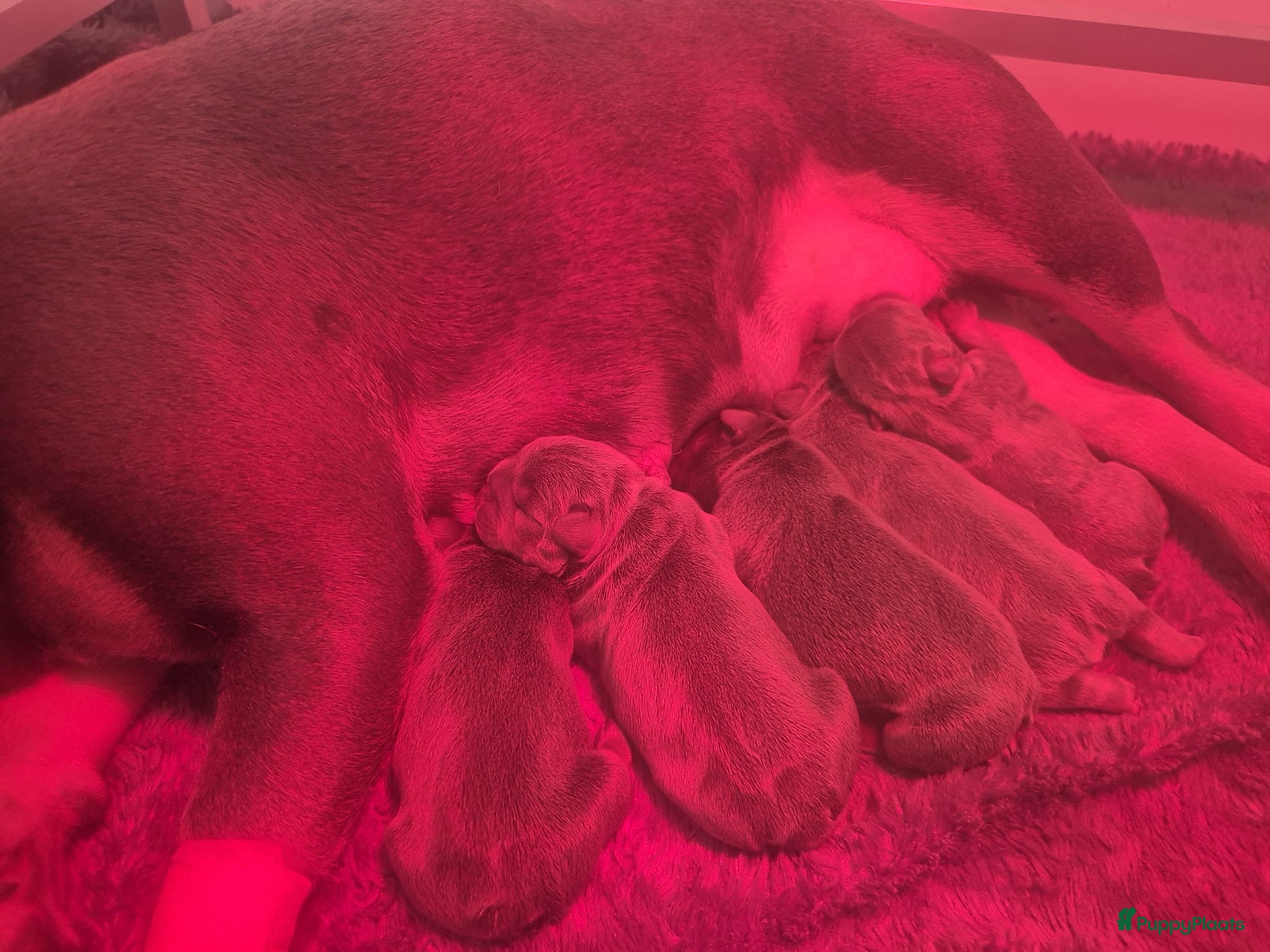 Franse Bulldog honden Vijf mooie pups met DBKC stamboom - Advertentie 4