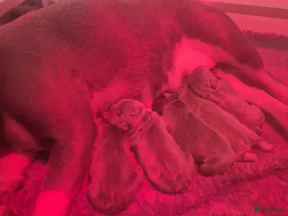 Franse Bulldog honden Vijf mooie pups met DBKC stamboom - Advertentie 4