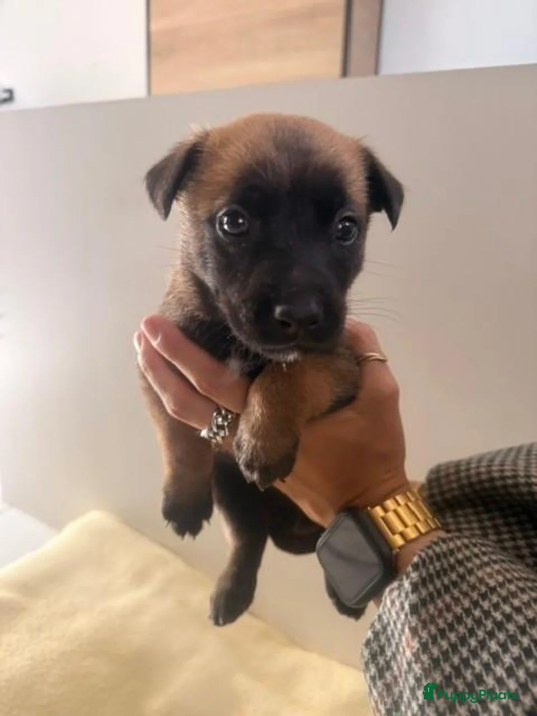 Mechelse Herder honden te koop: Exclusieve Mechelse HerderPups KNPVBloedlijn 49684 - Advertentie 2