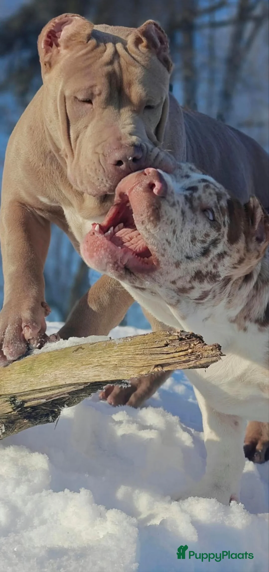 Amerikaanse Bully honden te koop: American bully XXl  - Advertentie 7