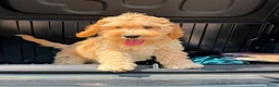 Cockapoo honden te koop: Amerikaanse Cockapoo pups - Advertentie 1