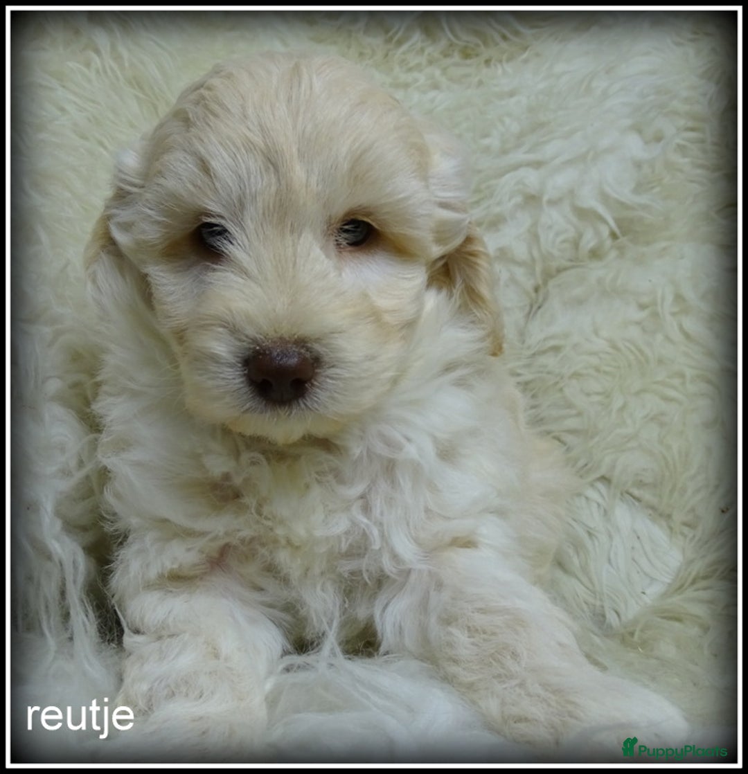 Labradoodle honden te koop: Labradoodle pups F4 +/- 45 cm - Advertentie 6