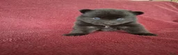 Pomsky honden te koop: 5 pomsky pups - Advertentie 7