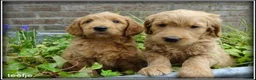 Goldendoodle honden te koop: Goldendoodle pups. Zie omschrijving. - Advertentie 9