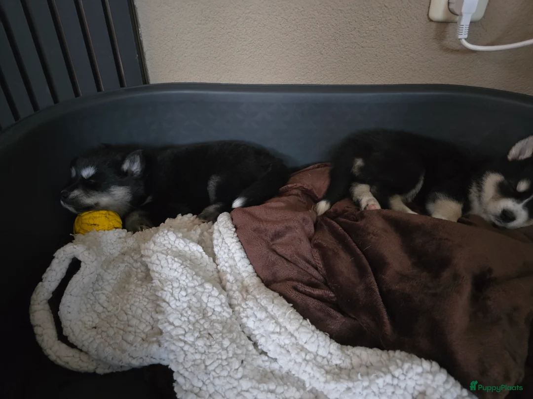 Pomsky honden te koop: Pomsky puppy's  met Husky looks - Advertentie 13