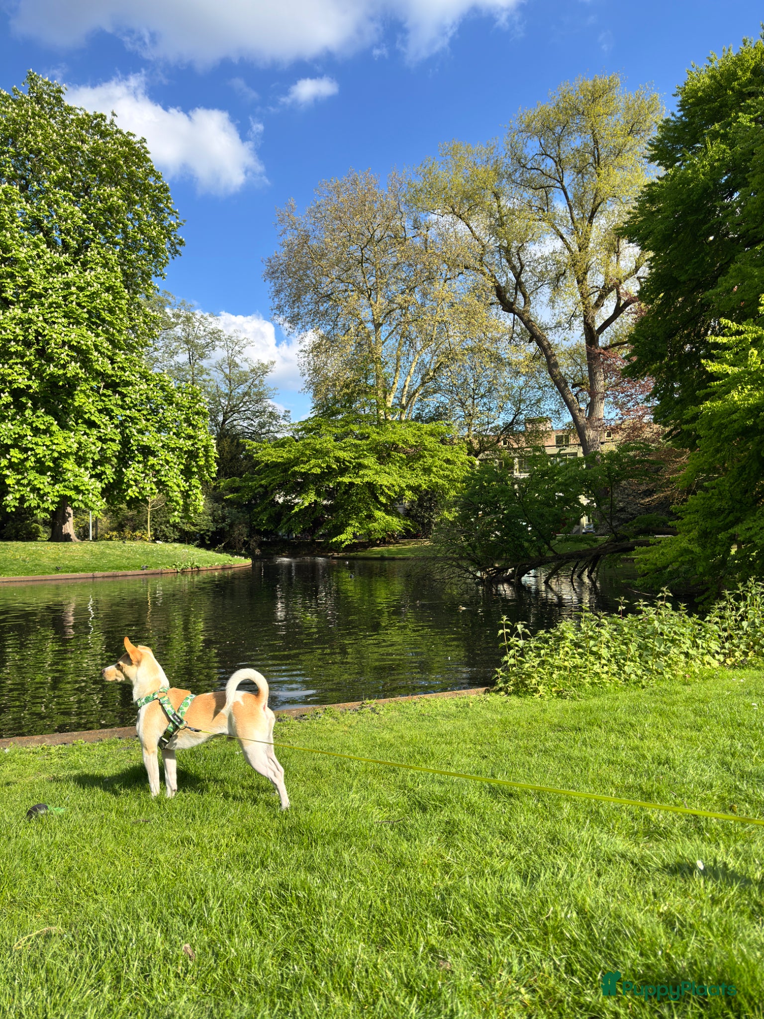 Boerenfox honden ter dekking: Lieve Boerenfox reu zoekt teef in Tilburg - Advertentie 6
