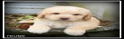 Kruising honden te koop: Bordoodle F1b pups. Bordoodle x Labradoodle - Advertentie 10