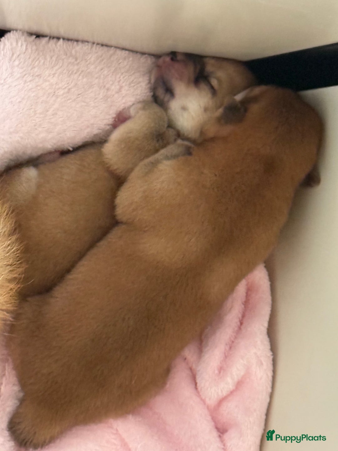 Shiba honden te koop: Shiba pups geboren uit geteste ouders - Advertentie 9