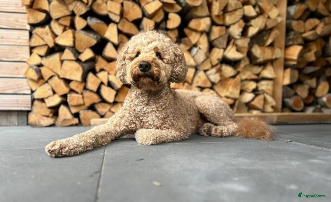 Kruising honden te koop: Lieve labradoodle / Australian labradoodle pups - Advertentie 7