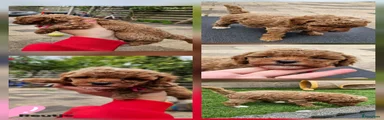 Cockapoo 4 Rose 