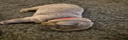 Kruising honden te koop: Hele mooie Labmaraner (Labrador x Weimaraner) pups - Advertentie 6