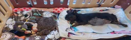 Franse Bulldog honden te koop: Prachtige Franse Bulldog pups met stamboom - Advertentie 3