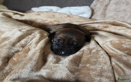 Rhodesian Ridgeback honden te koop: Rhodesian Ridgeback pups+stamboom 2reutjes 8weken  in Wierden - Afbeelding 19