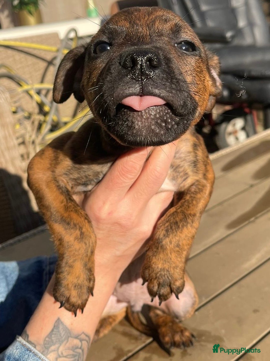 Kruising honden te koop: Pitbull x Cane Corso x Old English Bulldog puppies - Advertentie 5