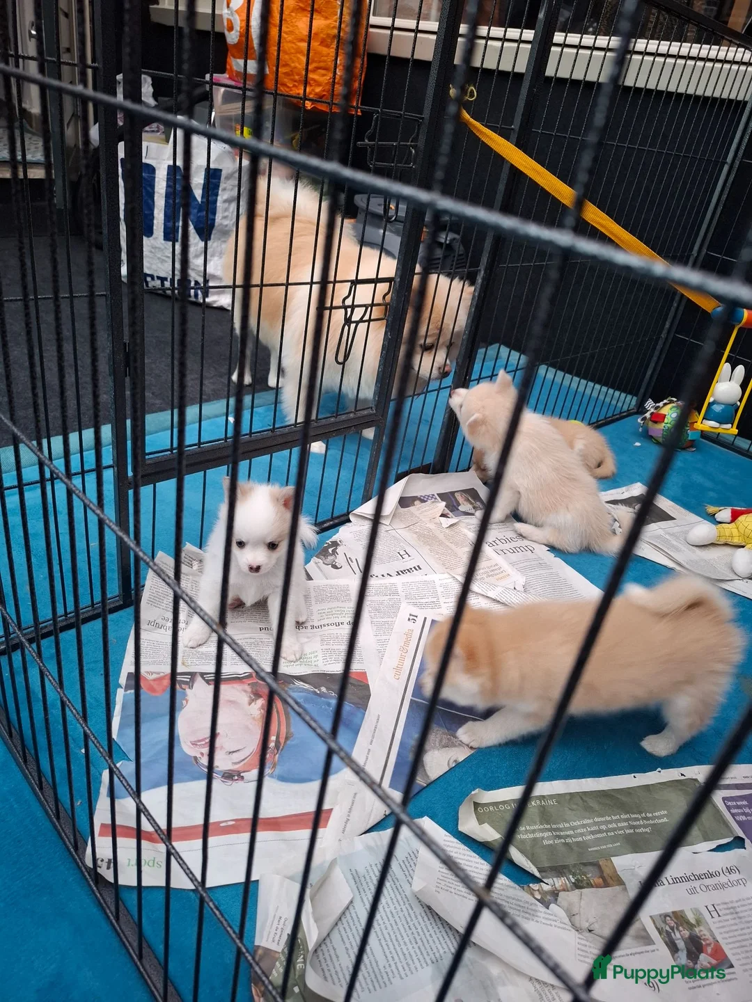Pomsky honden te koop: Pomeriaan pomsky pups - Advertentie 2
