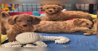 Maltipoo honden - Advertentie 6