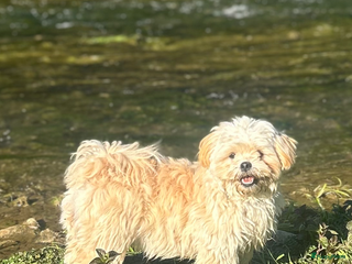 Boomer honden te koop: Heel lieve en prachtige 100% Boomer pups - Advertentie 1