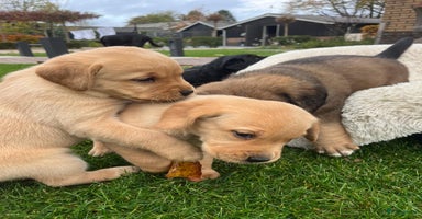 Kruising honden Prachtige pups (Labrador/Boxer & Benner Sennen) - Advertentie 8