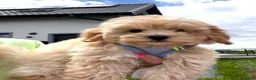 Maltipoo honden te koop: Mini maltipoo pups thuis geboren en grootgebracht - Advertentie 14