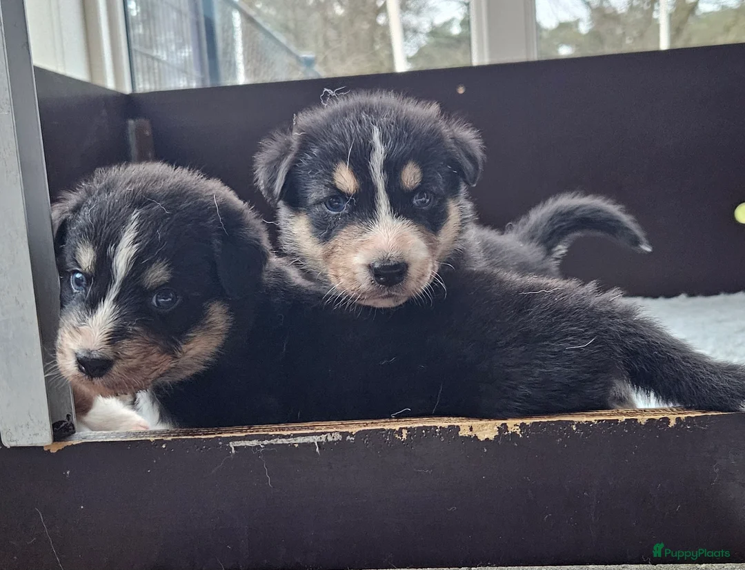 Kruising honden te koop: Prachtige kruising pups - Advertentie 14