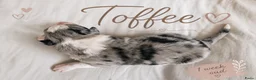 Australian Shepherd honden te koop: Stamboom pups geboren!  - Advertentie 15