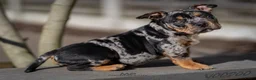 Amerikaanse Bully honden te koop: American Bully pups verwacht (GETEST)  - Advertentie 1