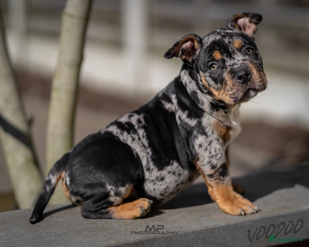 Amerikaanse Bully honden te koop: American Bully pups verwacht (GETEST)  - Advertentie 1