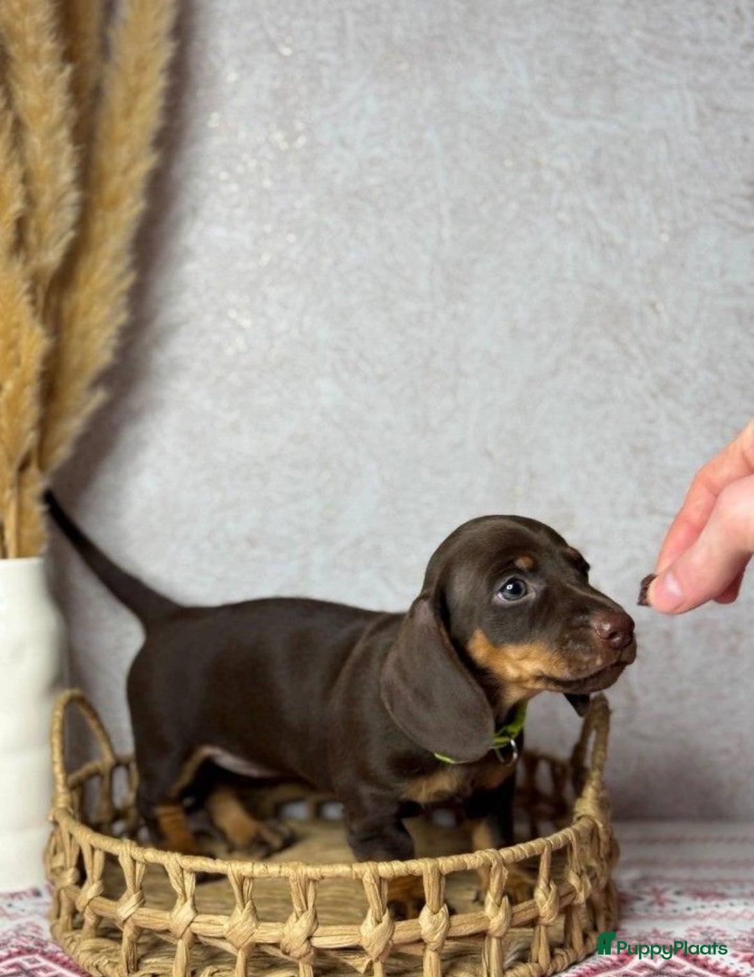 Teckel (korthaar)  honden te koop: Teckel pups - Advertentie 3