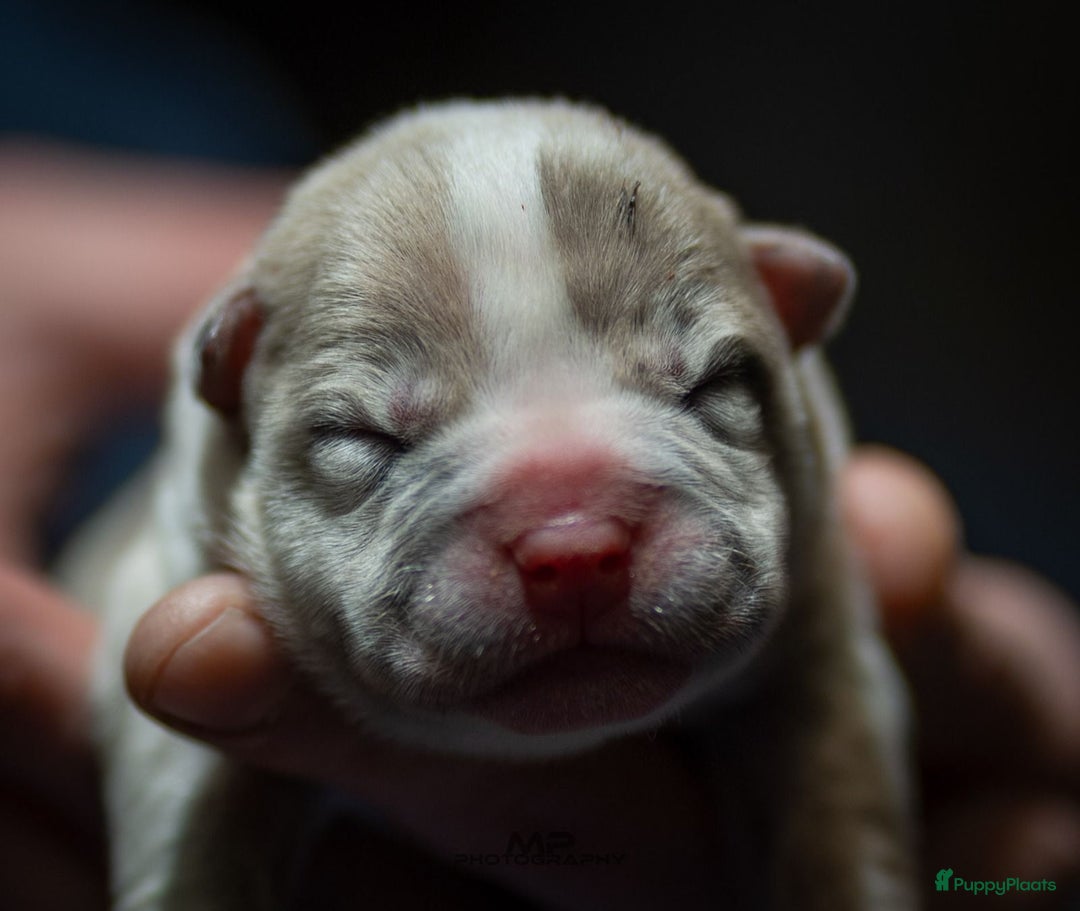 Amerikaanse Bully honden te koop: Pocket bullys  - Advertentie 10