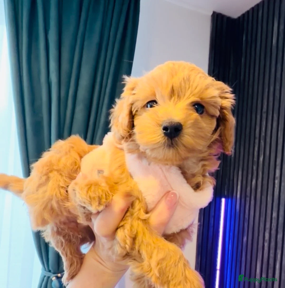 Maltipoo honden te koop: Schattige maltipoo pups thuisnestje - Advertentie 12