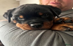 Rottweiler honden te koop: Prachtige super knappe puppy’s  in Haps - Afbeelding 13