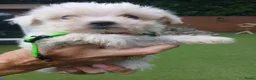 Boomer honden te koop: Prachtige boomer pups uit 1 malig gelegenheid nest - Advertentie 23