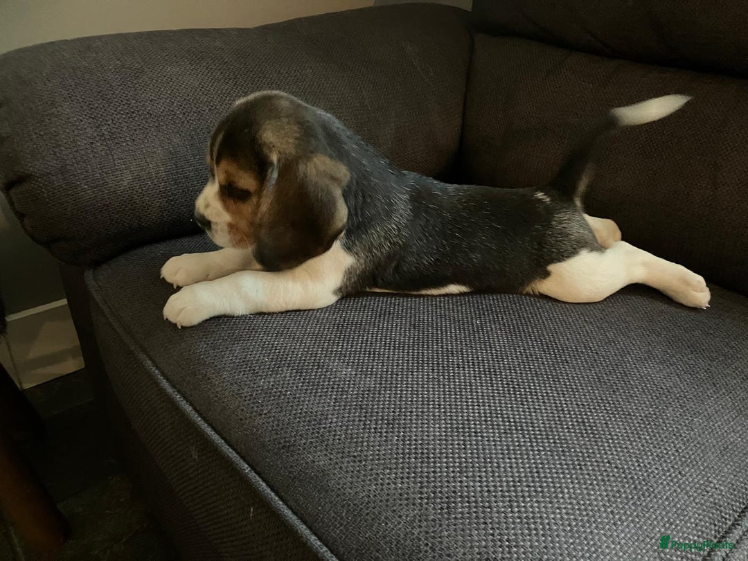 Beagle honden te koop: Beagle pups - Advertentie 6