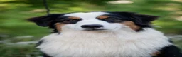 Australian Shepherd honden te koop: Australian Shepherd pupje met FCI stamboom - Advertentie 16