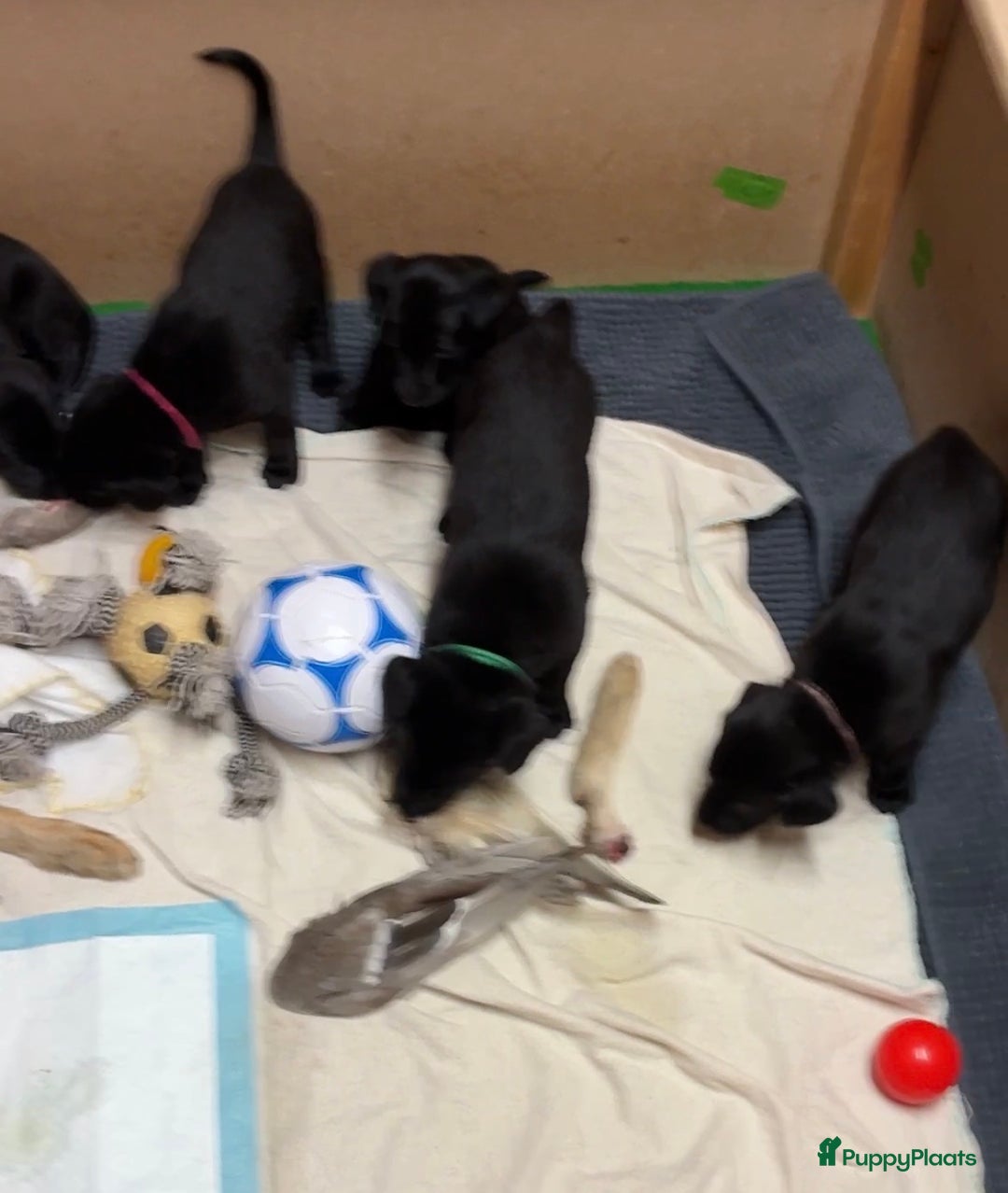 Labrador Retriever honden te koop: Fieldtrial werklijn labrador pups - Advertentie 11