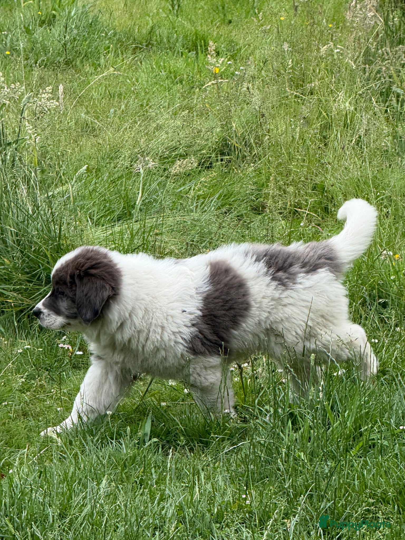 Kruising honden Mega lieve Landseer X Tatra/Aussie/Leonberg pups - Advertentie 2