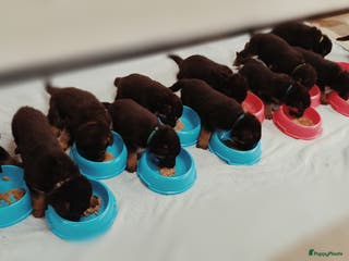 Duitse Herder honden Prachtige Duitse herder pups - Advertentie 3