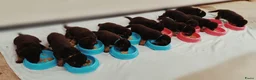 Duitse Herder honden te koop: Prachtige Duitse herder pups * mogen vd week weg * - Advertentie 1