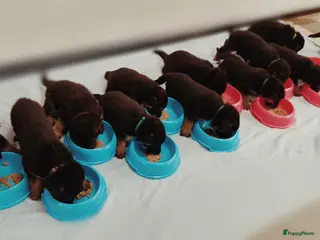 Duitse Herder honden Prachtige Duitse herder pups * mogen vd week weg * - Advertentie 1