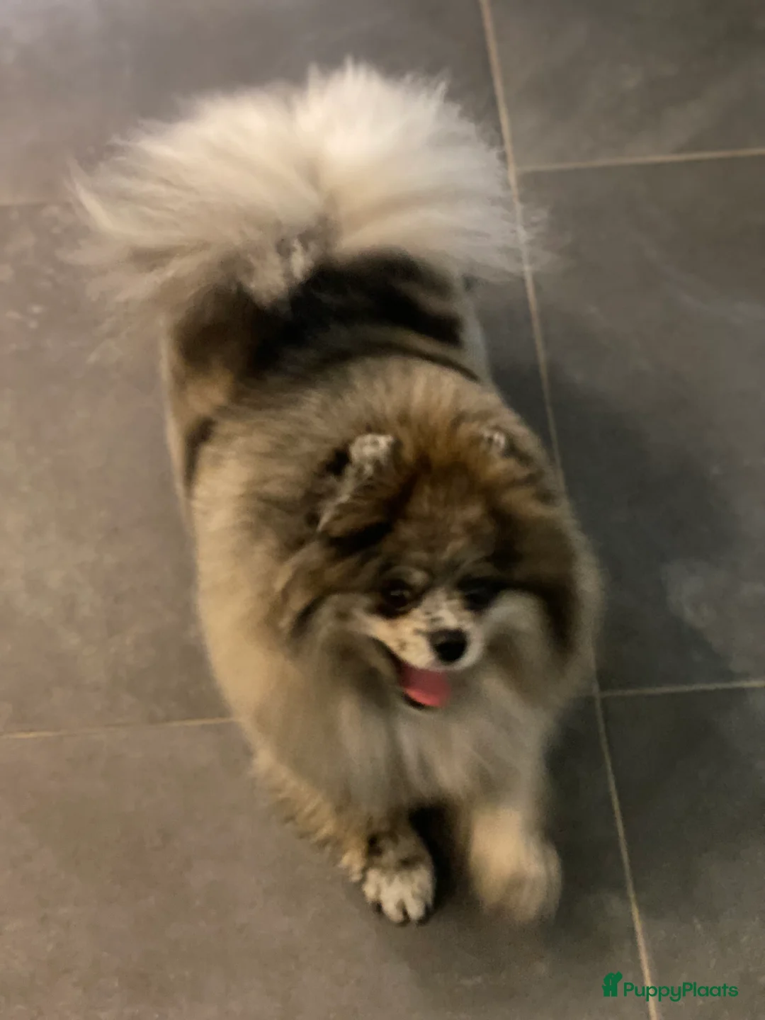 Pomeriaan honden te koop: Super lieve pomeranian Hummer  - Advertentie 6